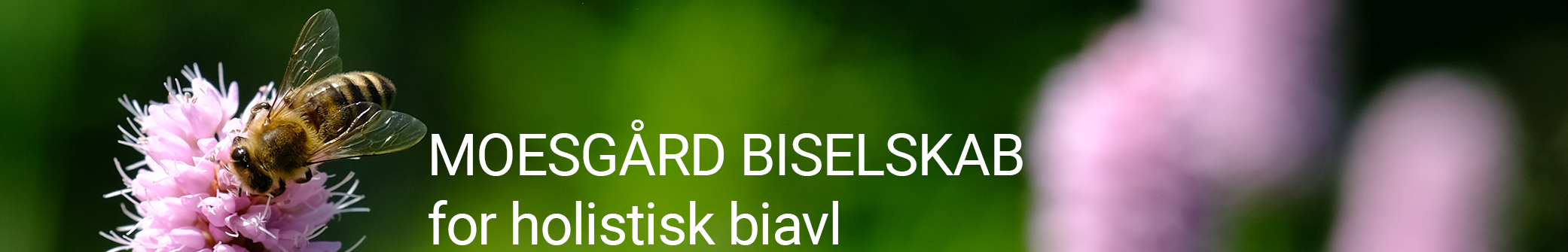 Moesgaard biselskab for holistisk biavl