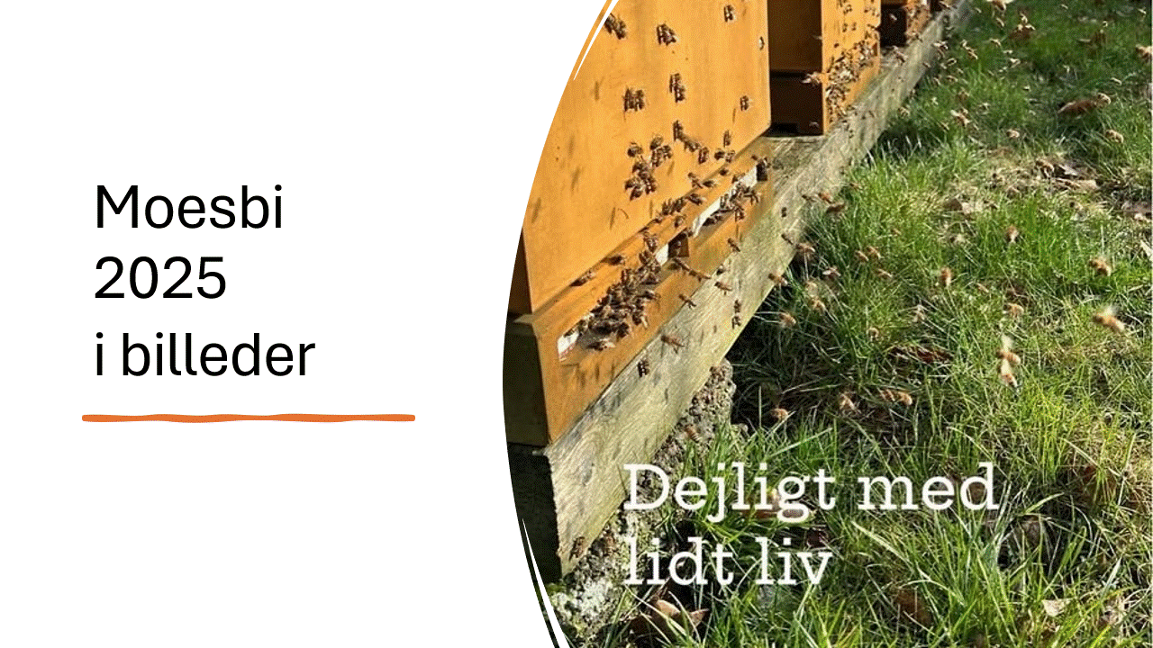 Arets gang 2025 Moesbi