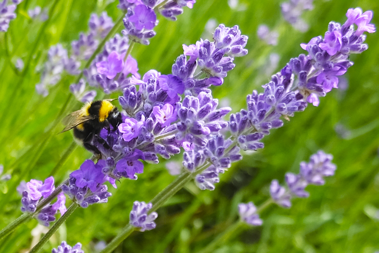 Humlebi i lavendel DSCF0824 Edit